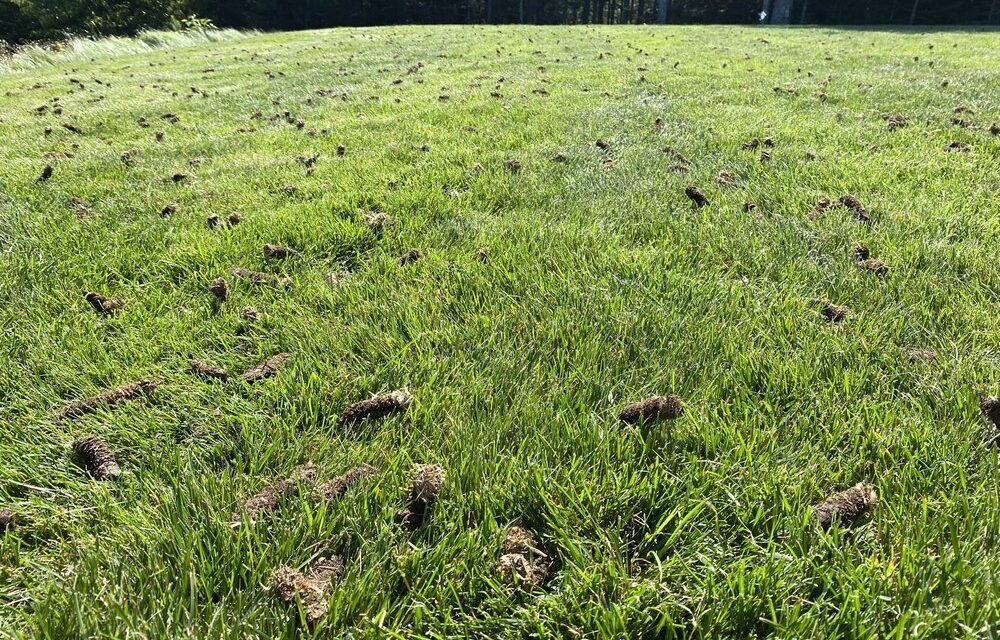 Your Maine Lawn’s Spring Checklist: What to Do (and When) After a Long Winter