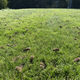 Spring lawn care aeration cores on Maine lawn by Just Grass Inc